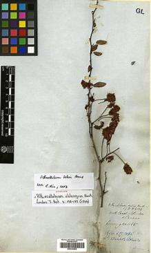 Type specimen at Edinburgh (E). Cuming, Hugh: 1155. Barcode: E00394809.