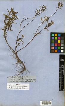 Type specimen at Edinburgh (E). Spruce, Richard: 4591. Barcode: E00394812.