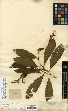Type specimen at Edinburgh (E). Triana, Jose: 1572. Barcode: E00394821.