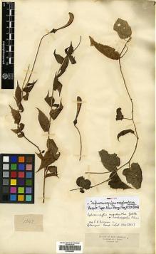 Type specimen at Edinburgh (E). Triana, Jose: 1542. Barcode: E00394822.