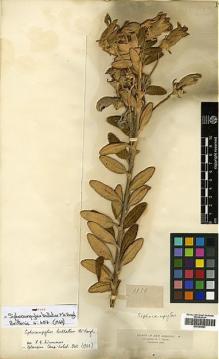 Type specimen at Edinburgh (E). Triana, Jose: 1556. Barcode: E00394827.