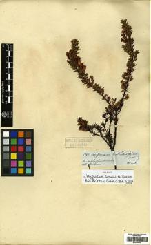 Type specimen at Edinburgh (E). Spruce, Richard: 5110. Barcode: E00394832.