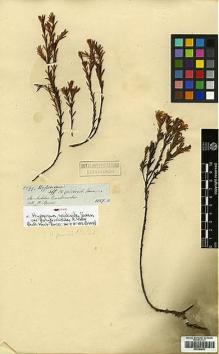 Type specimen at Edinburgh (E). Spruce, Richard: 5599. Barcode: E00394833.
