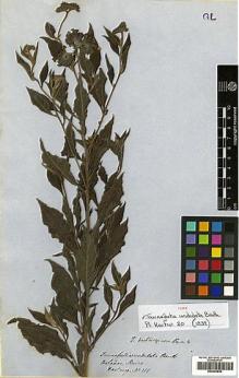 Type specimen at Edinburgh (E). Hartweg, Karl: 156. Barcode: E00394835.