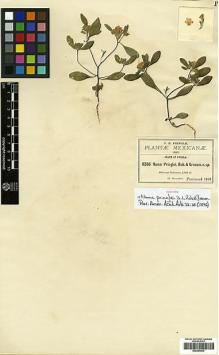 Type specimen at Edinburgh (E). Pringle, Cyrus: 6286. Barcode: E00394839.