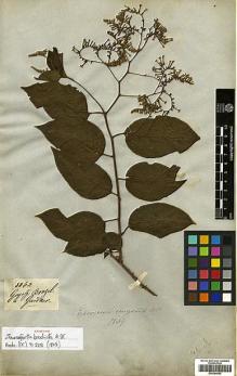Type specimen at Edinburgh (E). Gardner, George: 3363. Barcode: E00394842.