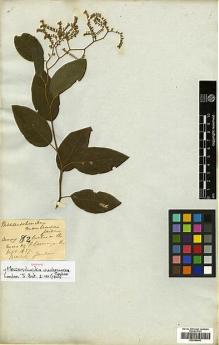 Type specimen at Edinburgh (E). Gardner, George: 82. Barcode: E00394843.