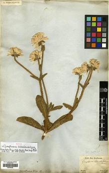 Type specimen at Edinburgh (E). Sellow, Friedrich: . Barcode: E00394846.