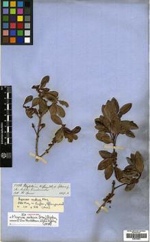 Type specimen at Edinburgh (E). Spruce, Richard: 5588. Barcode: E00394852.