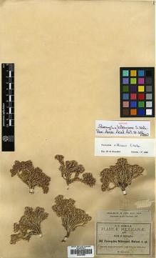 Type specimen at Edinburgh (E). Pringle, Cyrus: 341. Barcode: E00394855.
