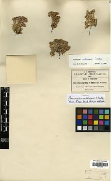 Type specimen at Edinburgh (E). Pringle, Cyrus: 341. Barcode: E00394856.