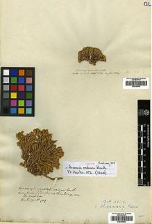 Type specimen at Edinburgh (E). Hartweg, Karl: 909. Barcode: E00394862.