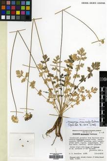 Type specimen at Edinburgh (E). Breedlove, D.E.: 35768. Barcode: E00394864.