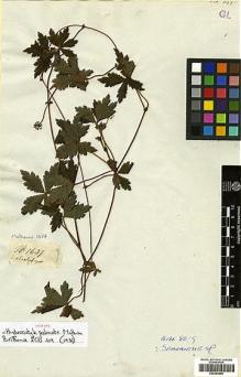 Type specimen at Edinburgh (E). Mathews, Andrew: 1637. Barcode: E00394866.