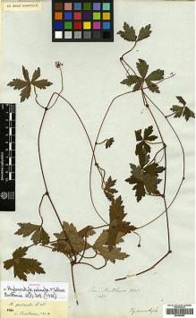 Type specimen at Edinburgh (E). Mathews, Andrew: 1637. Barcode: E00394867.