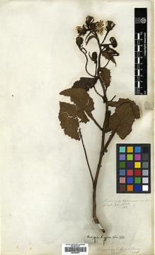 Type specimen at Edinburgh (E). Wallich, Nathaniel: 3253/363B. Barcode: E00394871.