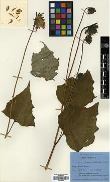 Type specimen at Edinburgh (E). Ludlow, Frank; Sherriff, George; Hicks, J.: 21387. Barcode: E00394873.