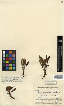 Type specimen at Edinburgh (E). Handel-Mazzetti, Heinrich: 9889. Barcode: E00394874.