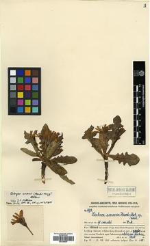 Type specimen at Edinburgh (E). Handel-Mazzetti, Heinrich: 9913. Barcode: E00394875.
