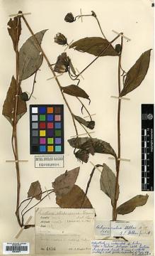Type specimen at Edinburgh (E). Kingdon-Ward, Francis: 4836. Barcode: E00394877.