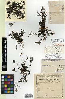 Type specimen at Edinburgh (E). Taquet, Emile: 1046. Barcode: E00394880.