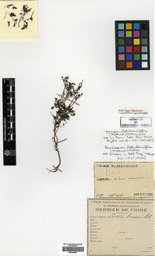 Type specimen at Edinburgh (E). Faurie, Urbain: 425. Barcode: E00394881.