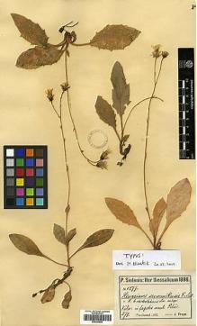 Type specimen at Edinburgh (E). Sintenis, Paul: 1277. Barcode: E00394884.