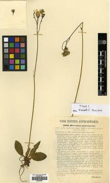 Type specimen at Edinburgh (E). Vukotinovic, Ljudevit: 3362. Barcode: E00394892.