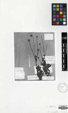 Type specimen at Edinburgh (E). Aucher-Eloy, Pierre: 3274. Barcode: E00394909.