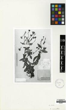 Type specimen at Edinburgh (E). : . Barcode: E00394911.