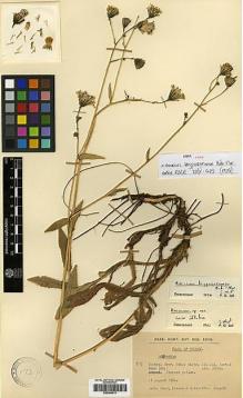 Type specimen at Edinburgh (E). Khan, Salar; Prance, Ghillean T.; Ratcliffe, Dennis: 489. Barcode: E00394913.
