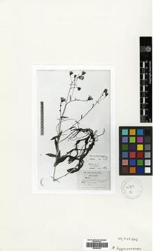 Type specimen at Edinburgh (E). Khan, Salar; Prance, Ghillean T.; Ratcliffe, Dennis: 489. Barcode: E00394914.