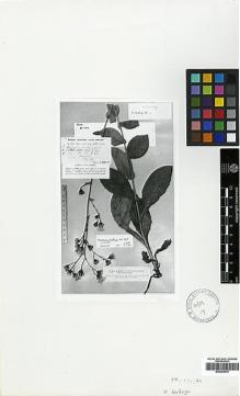 Type specimen at Edinburgh (E). Post, George: 104. Barcode: E00394915.