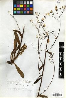 Type specimen at Edinburgh (E). Scouler, John: 117. Barcode: E00394921.