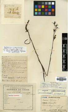 Type specimen at Edinburgh (E). Faurie, Urbain: 437. Barcode: E00394929.