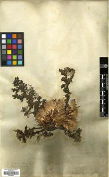 Type specimen at Edinburgh (E). Wallich, Nathaniel: 2904/14. Barcode: E00394933.