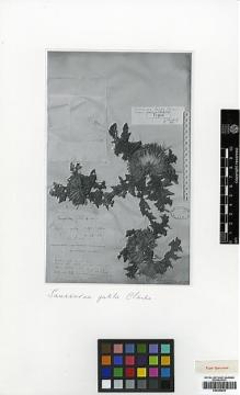 Type specimen at Edinburgh (E). Clarke, Charles: 10191. Barcode: E00394939.