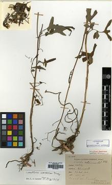 Type specimen at Edinburgh (E). Esquirol, Joseph: 2726. Barcode: E00394945.