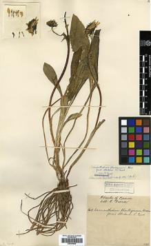 Type specimen at Edinburgh (E). Farrer, Reginald: 7. Barcode: E00394959.