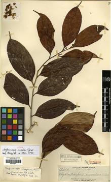 Type specimen at Edinburgh (E). Elmer, Adolph: 12410. Barcode: E00394973.