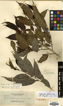 Type specimen at Edinburgh (E). Elmer, Adolph: 12085. Barcode: E00394974.
