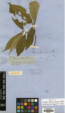 Type specimen at Edinburgh (E). Spruce, Richard: 4499. Barcode: E00394975.