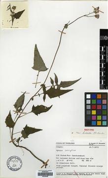 Type specimen at Edinburgh (E). Geesink, R.; Phengklai, Chamlong: 6235. Barcode: E00394989.