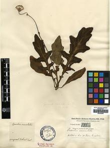 Type specimen at Edinburgh (E). Buchanan-Hamilton, Francis: 1856. Barcode: E00394990.
