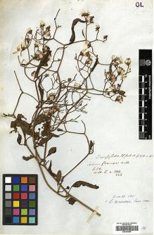 Type specimen at Edinburgh (E). Wallich, Nathaniel: 3110/220. Barcode: E00394997.