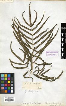 Type specimen at Edinburgh (E). Macrae, James: . Barcode: E00396052.