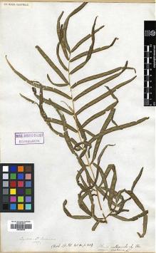 Type specimen at Edinburgh (E). Emerson: . Barcode: E00396053.