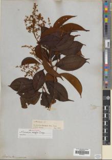 Type specimen at Edinburgh (E). Spruce, Richard: . Barcode: E00396221.
