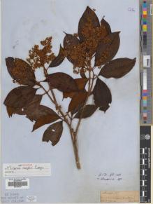 Type specimen at Edinburgh (E). Spruce, Richard: . Barcode: E00396223.