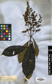 Type specimen at Edinburgh (E). Spruce, Richard: 1818. Barcode: E00396262.
